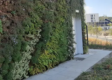 Mur vegétal extérieur