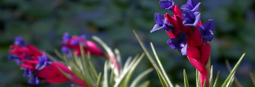 Tillandsia